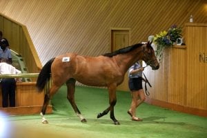 Werther's full sister sells for $500k