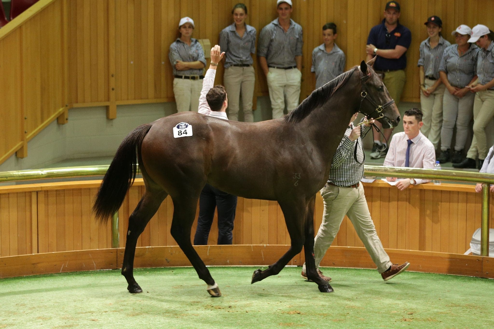 Lot 84  More Than Ready colt