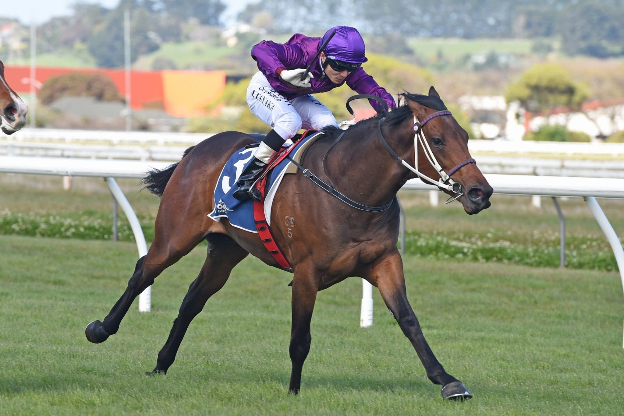 Sir Nate winning at Wanganui 