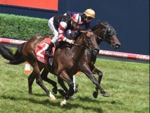 Adelaide Cup on radar for Double Bluff