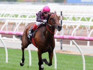 Willi Willi chasing back-to-back city wins at Caulfield