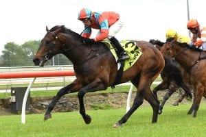 Demonetization out of New Zealand Derby through injury