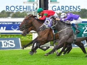 Rosehill race by race betting preview, odds & tips | NSW 20/2