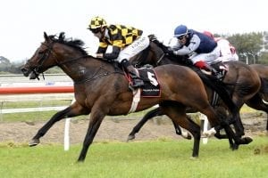 Sherrif on path for black-type racing