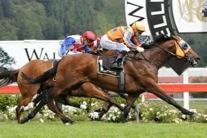 Age Of Fire set for step-up in trip