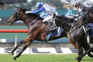 Leading contender primed for Group 1 Auckland Cup