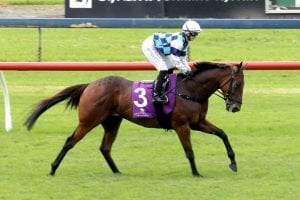 Rosehill Guineas facts and figures