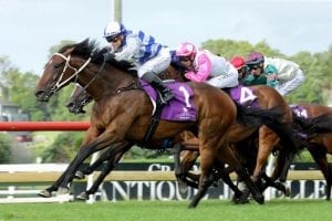 Felaar to face his acid test in Listed NZ St Leger