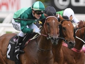 Humidor takes out Group Two Blamey Stakes