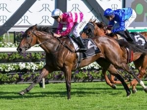 No Coolmore Classic for Shoals