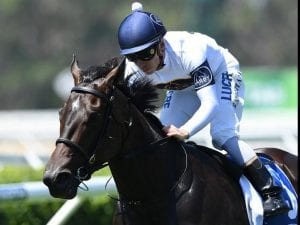 She Will Reign to run in Arrowfield Sprint