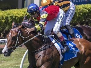 Gold Coast barrier trial likely for Snitz