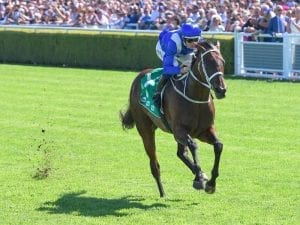 Winx pleases in day out at Rosehill races