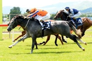 Talented Gris Dame aims for further black-type