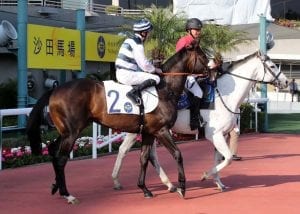 Harmony Hero striving for first Hong Kong victory