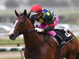 Italia Bella chases Australian Oaks start