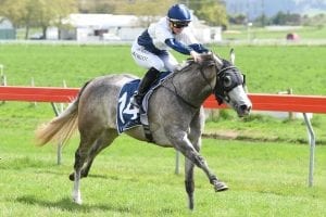 Group 1 dreams over as Kapoor humanely euthanised