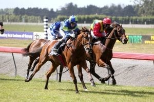 Larrikin to contest Listed Carriers Arms Riverton Cup