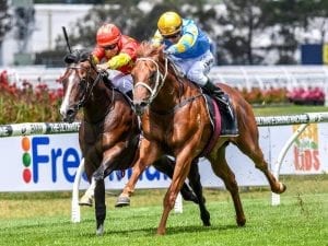 Performer to put Slipper fillies on notice
