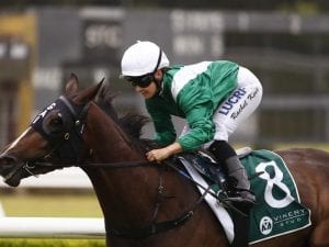 Shumookh chases Group win in Phar Lap