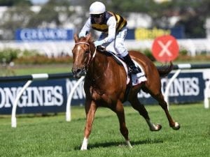 Gailop Chop on track for Sydney G1 double