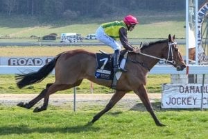 Regally bred filly set to resume at Wingatui