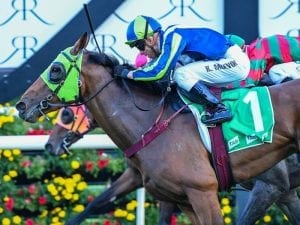 Luvaluva fit and ready for Oaks challenge