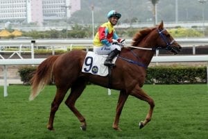 Happy Valley test for defeated Derby runner Patriot Hero