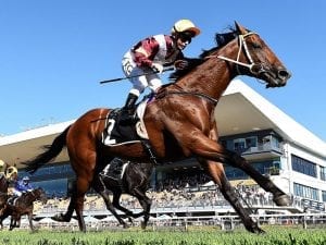 Stradbroke decision looms for Perry stable