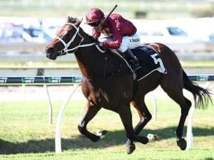 Sizzling Ace set for first win in Sires'