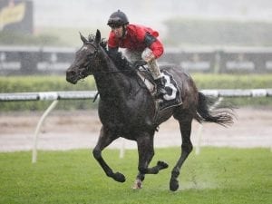 NZ mare in first run for Lindsay Park