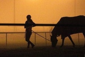 Horse gets loose, runs through town to pub