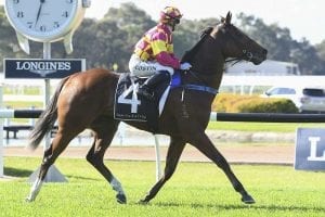 Ronstar boosts morale at Rosehill on debut