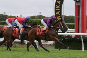 Prospect of stakes win lures filly south
