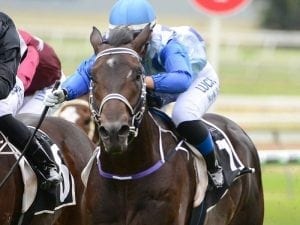 Doomben win a painful reminder for Laxon