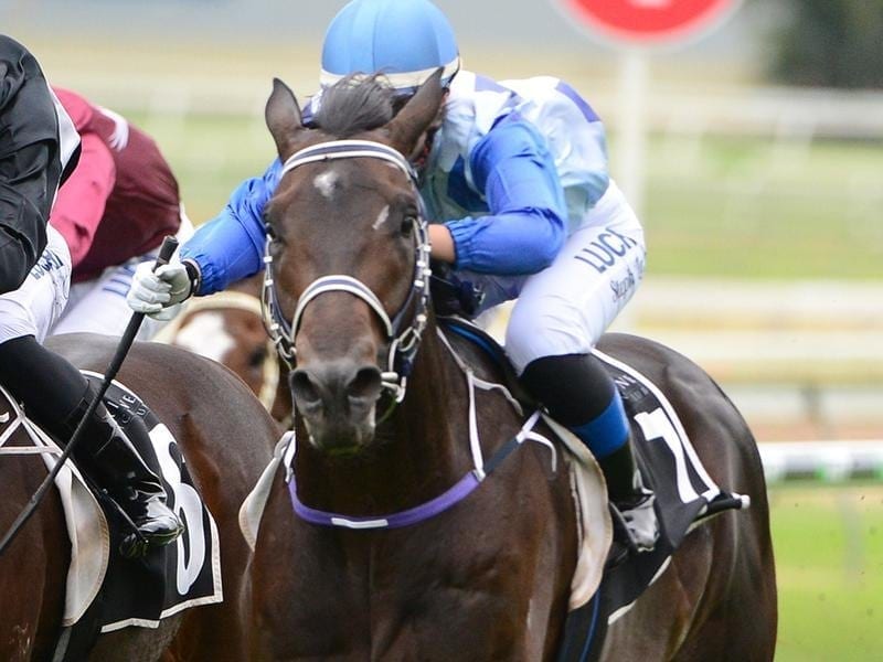 Checkmate Lad wins at Doomben.