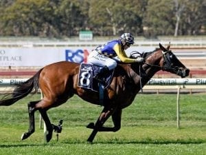 McCarthy to rely on Ashlor at Caulfield