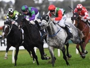Sir Bacchus in overdue Rosehill win