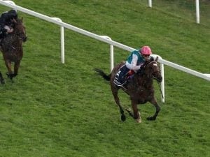 Roaring Lion, Enable could clash at York