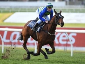 Jameka competes in Caulfield jump-out