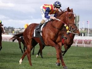 Bletchingly Stakes next for Nature Strip