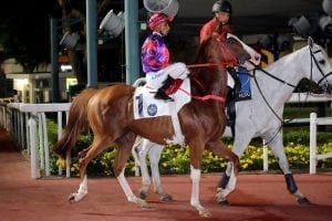 Solomon’s Bay key to Moreira’s title defence at Happy Valley
