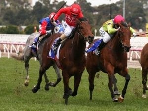 Spring test for Brave Song in Aurie's Star