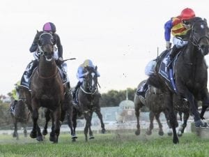 Pierata tuned up for Tramway Stakes