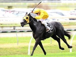 Savanna Amour to chase Perth Group One