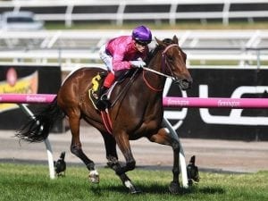 Spanish Reef to kick off at Moonee Valley