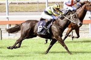 Flight Stakes aim for Taupo entrant