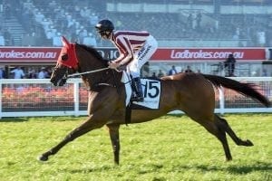 Steel Frost to resume in Spring Stakes