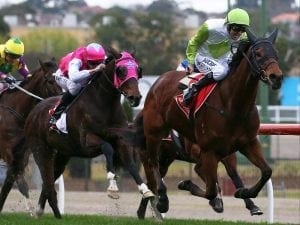 Spring races on radar for Call Me Handsome