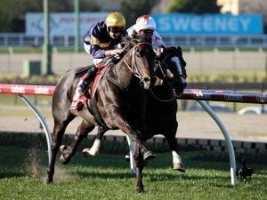 Brutal too powerful in the McKenzie Stakes